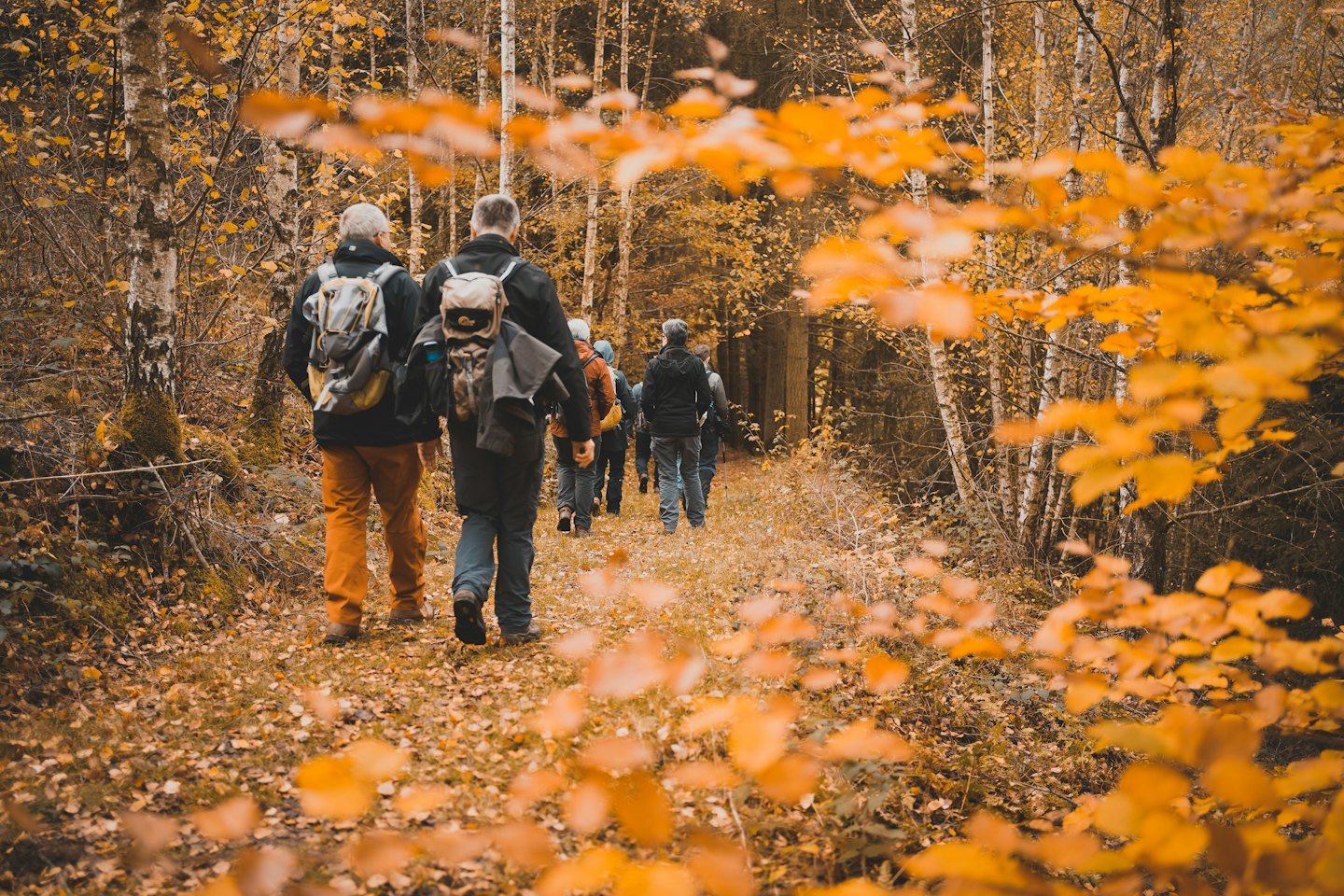 Hikers with backpacks walk along a forest trail in autumn.